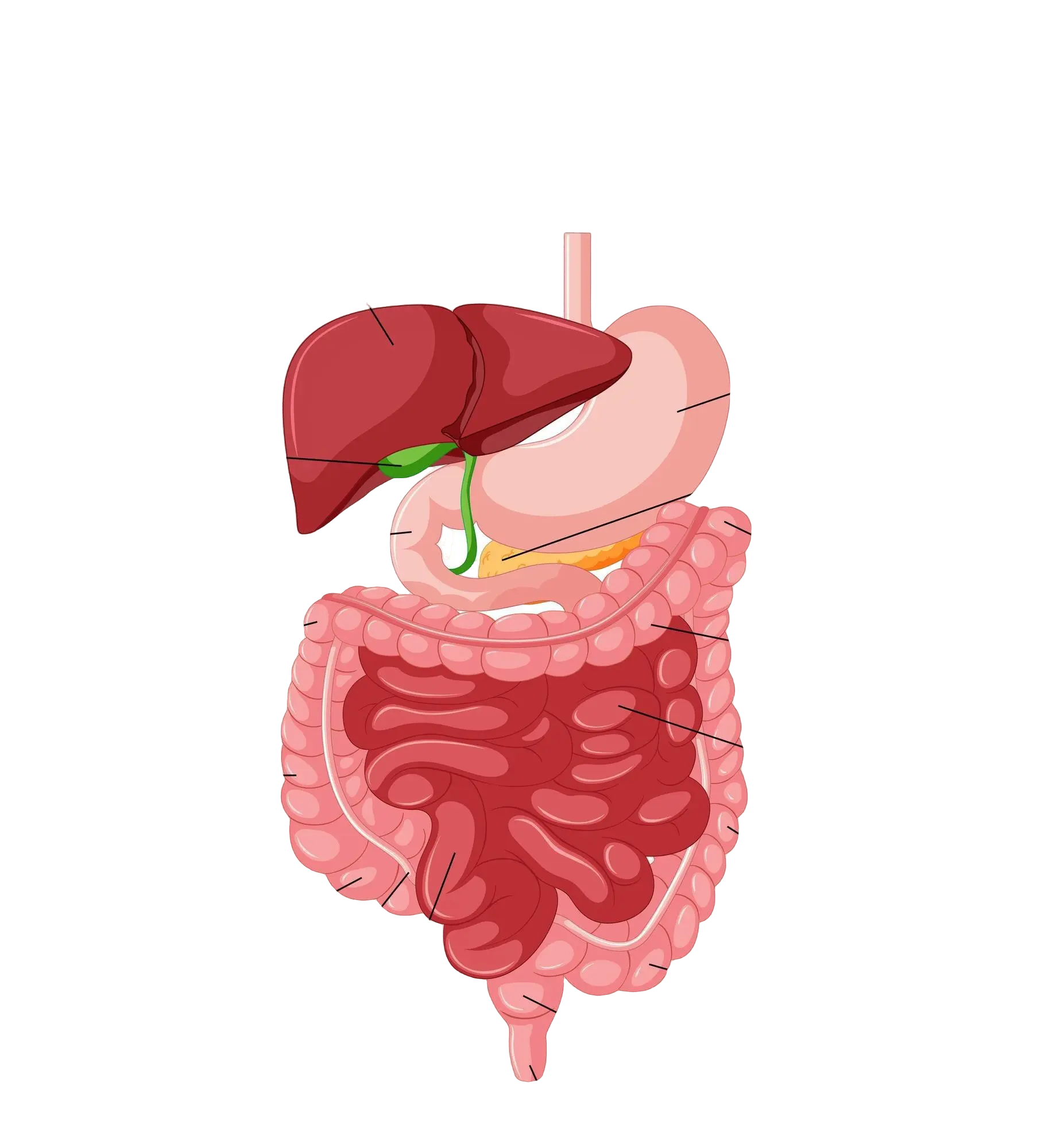 digestive system